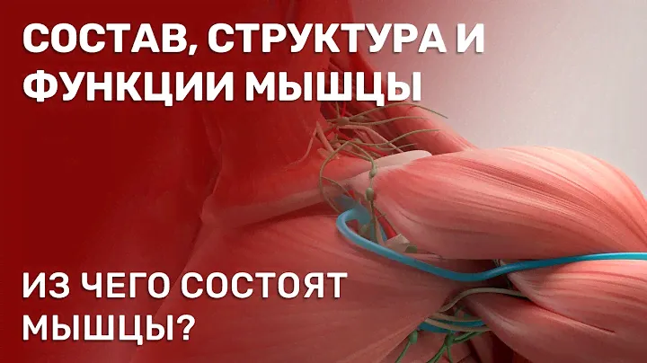 Состав, строение и функции мышцы. Скелетная мышца как орган.