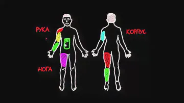 11 основных мышечных групп
