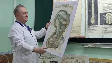 Лекция "Спинномозговые нервы"