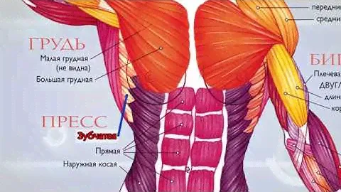 Анатомия. Мышечная система.